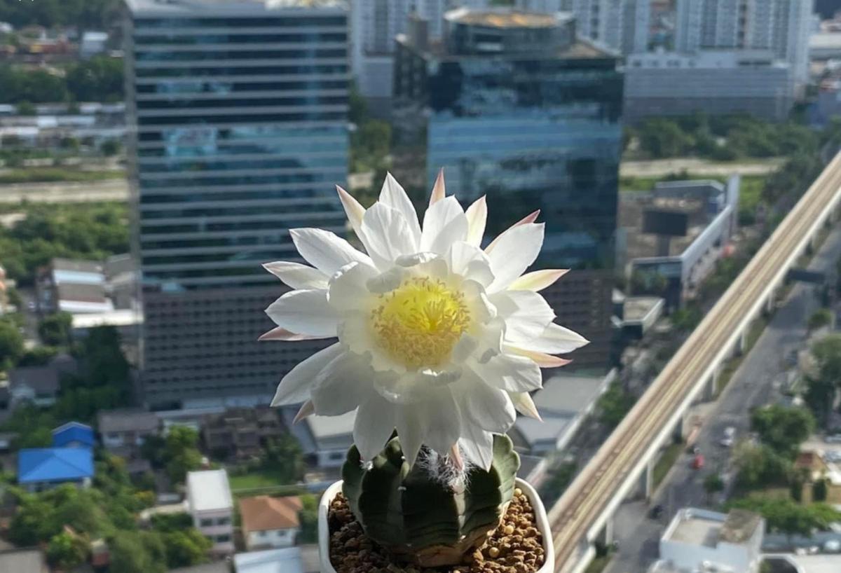 M Ladprao (เอ็ม ลาดพร้าว)